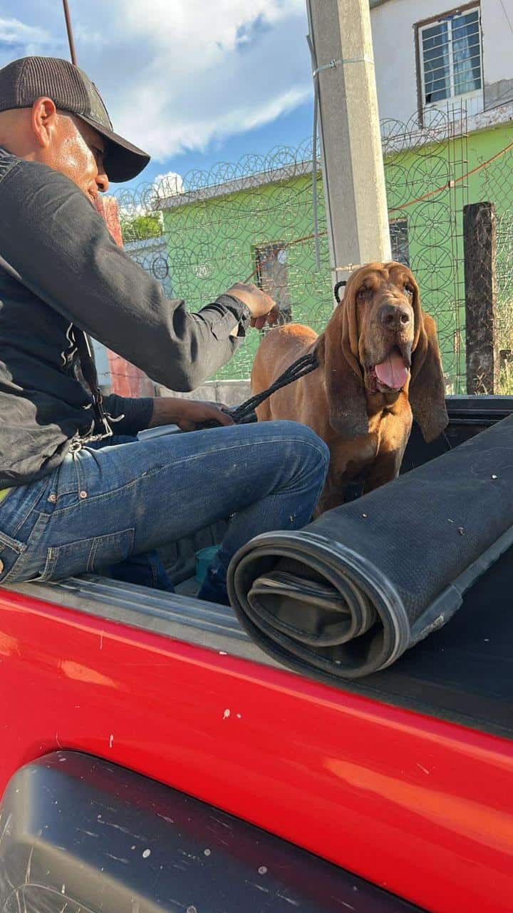 Perro Alex regresa con ex alcalde de Castaños tras sustracción