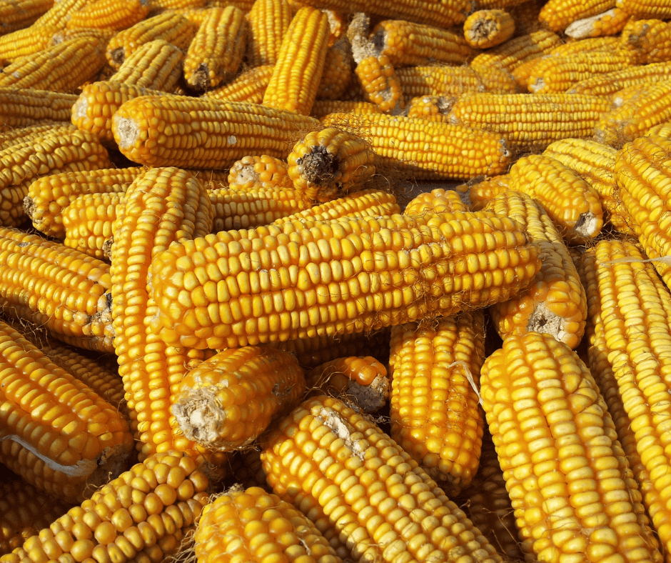 Maíz blanco y sorgo alcanzan récords en importaciones a México
