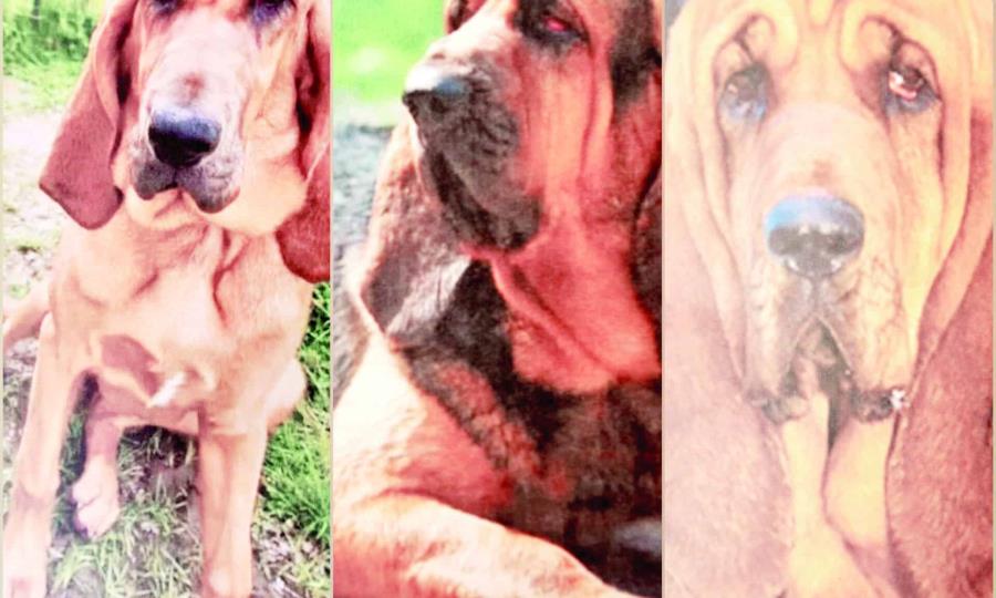 Exalcalde de Castaños recibe acuerdo reparatorio por robo de caballos y perros