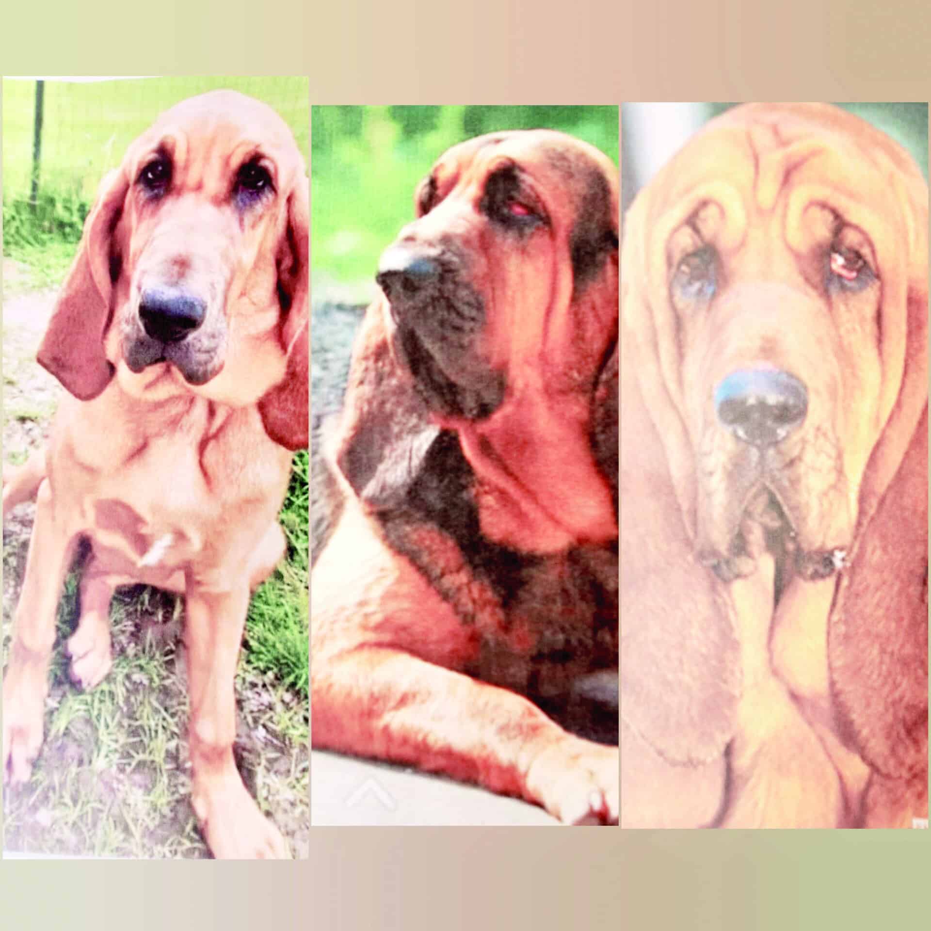 Exalcalde de Castaños recibe acuerdo reparatorio por robo de caballos y perros