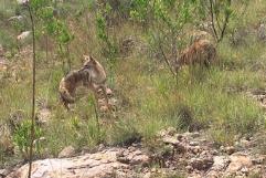 Especies de fauna silvestre reintegradas en Sierra Huautla por Profepa