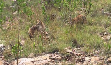 Especies de fauna silvestre reintegradas en Sierra Huautla por Profepa