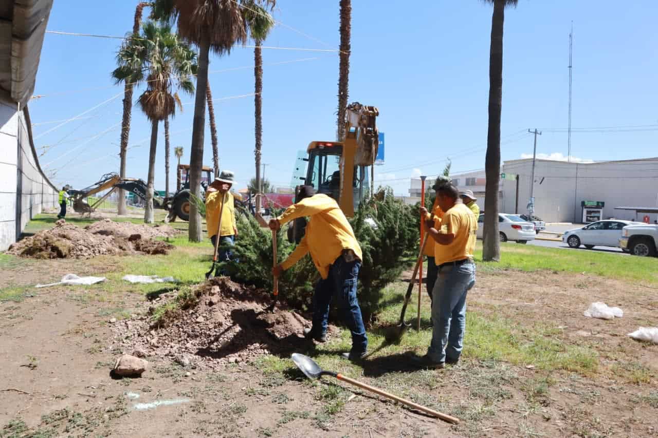 Saltillo se transforma con la reforestación de Javier Díaz González