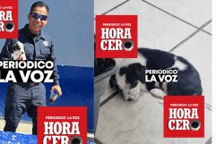 Policías de Monclova rescatan a cachorro en peligro en vialidad