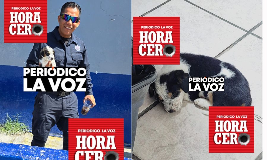 Policías de Monclova rescatan a cachorro en peligro en vialidad