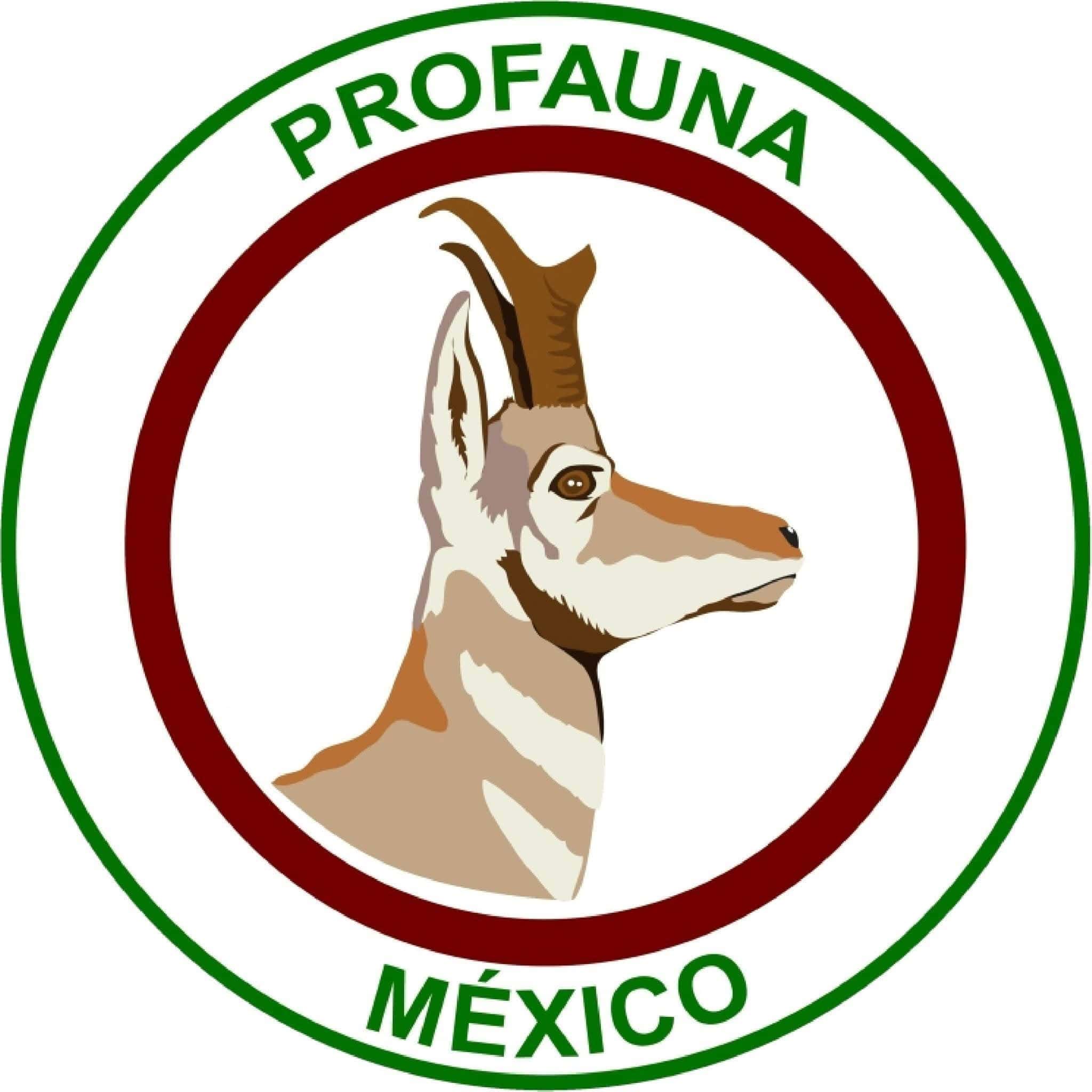 Investigación de la FGE tras hallazgo de restos de oso en Saltillo