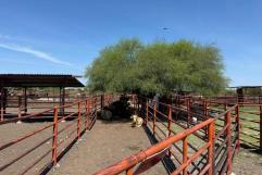 Avanza gestión para reactivar exportación de ganado a EE.UU.