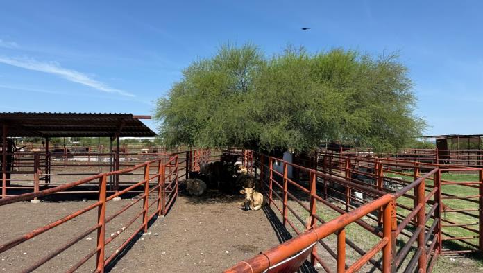 Avanza gestión para reactivar exportación de ganado a EE.UU.