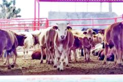 Celebran ganaderos inversión al campo