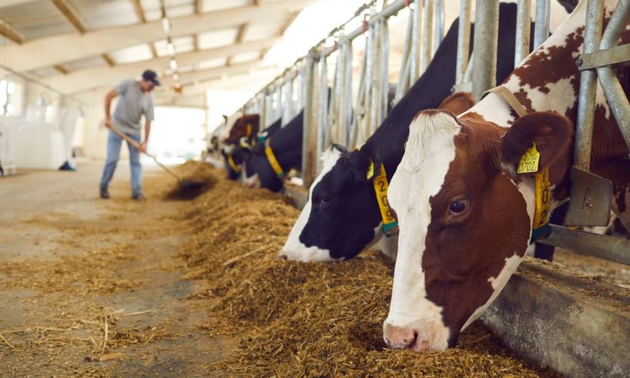 Gobernador de Coahuila anuncia programa de apoyo ganadero con inversión de 600 mdp