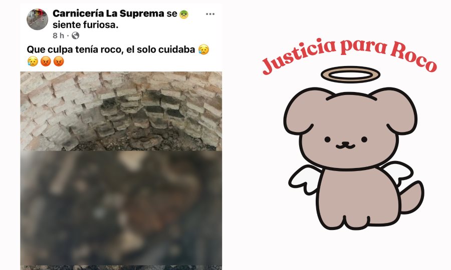 Indignación en Palaú ante brutal asesinato de “Roco”, el perro guardián de una carnicería