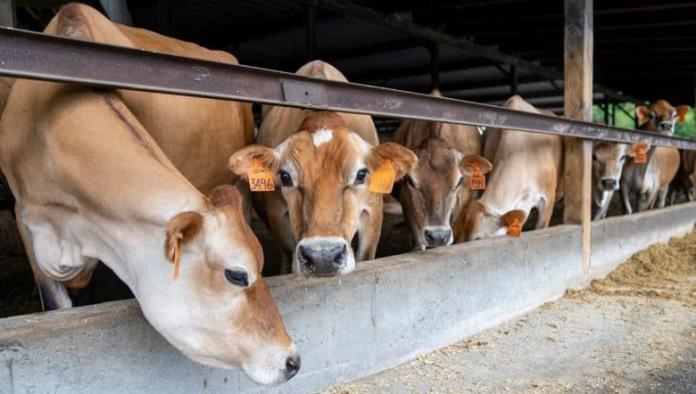 USDA inspeccionará cuarentenaria en Piedras Negras