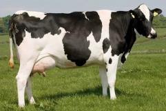 Gusano Barrenador: Responsabilidad y Comercio Ganadero en México