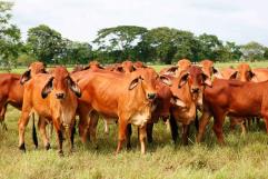 Respuesta inmediata en Coahuila ante suspensión de exportaciones de ganado