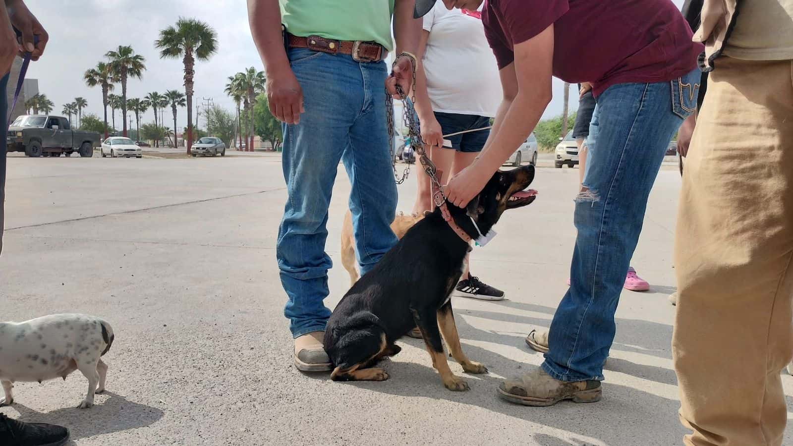 Alerta Sanitaria en Acuña por Aumento de Mascotas Callejeras
