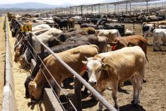 Alerta en Coahuila por brote de gusano barrenador en Nuevo León