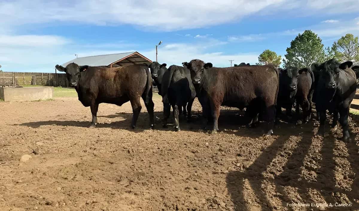 Detectan gusano barrenador cerca de Coahuila y refuerzan controles sanitarios