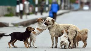 UAdeC lanza campaña Donar Croquetas está Perro para apoyar a asociaciones de rescate animal