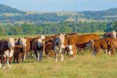 Déficit de veterinarios en NL por gusano barrenador