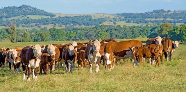 Déficit de veterinarios en NL por gusano barrenador
