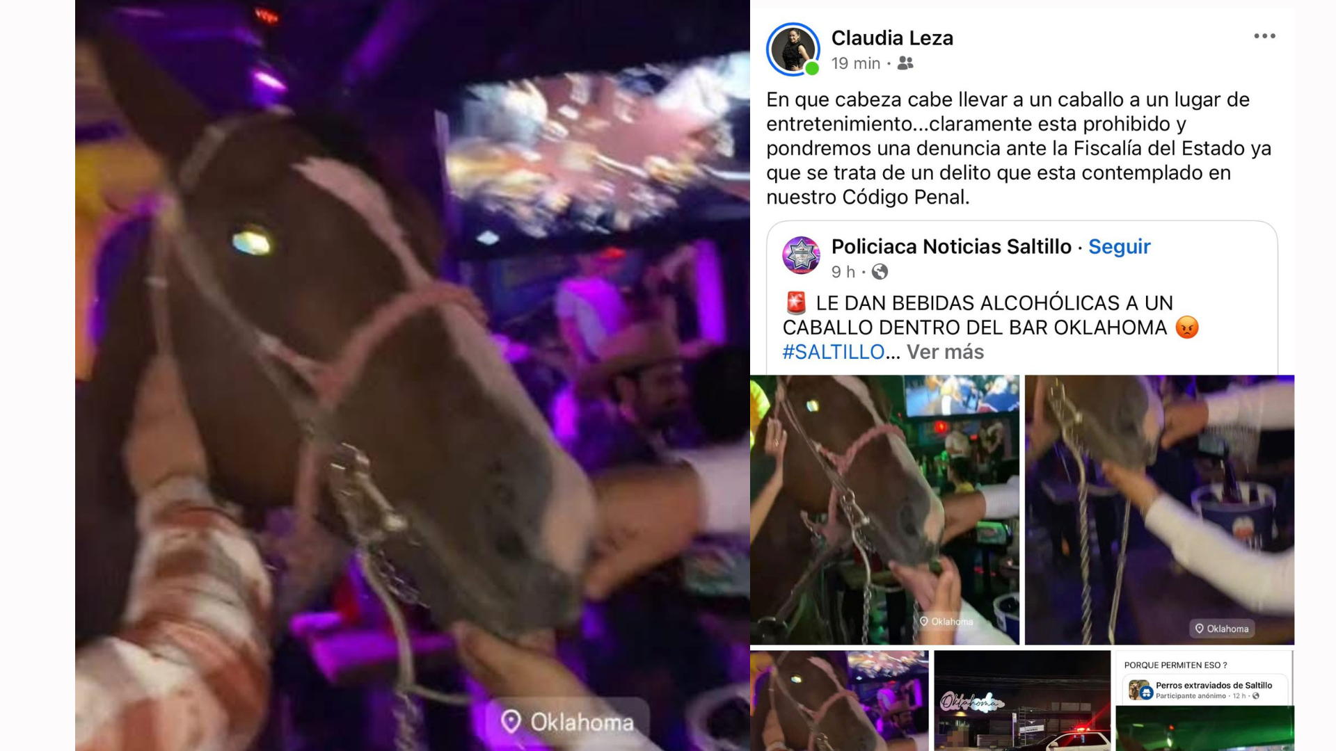 Denunciarán a dueños de caballo que ingresó a bar en Saltillo