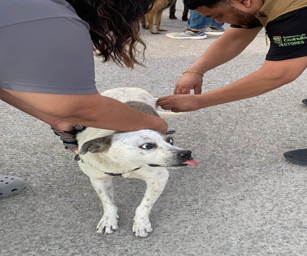 Más de 50 Perros Atendidos en Campaña de Vacunación Antirrábica en Sabinas