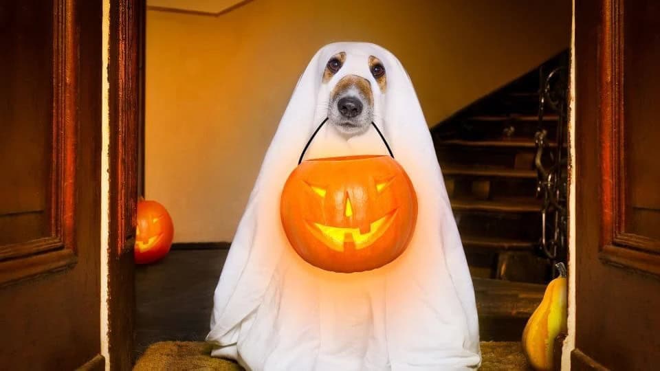 Gemini Google: Disfraza a tu mascota sin disfraces reales