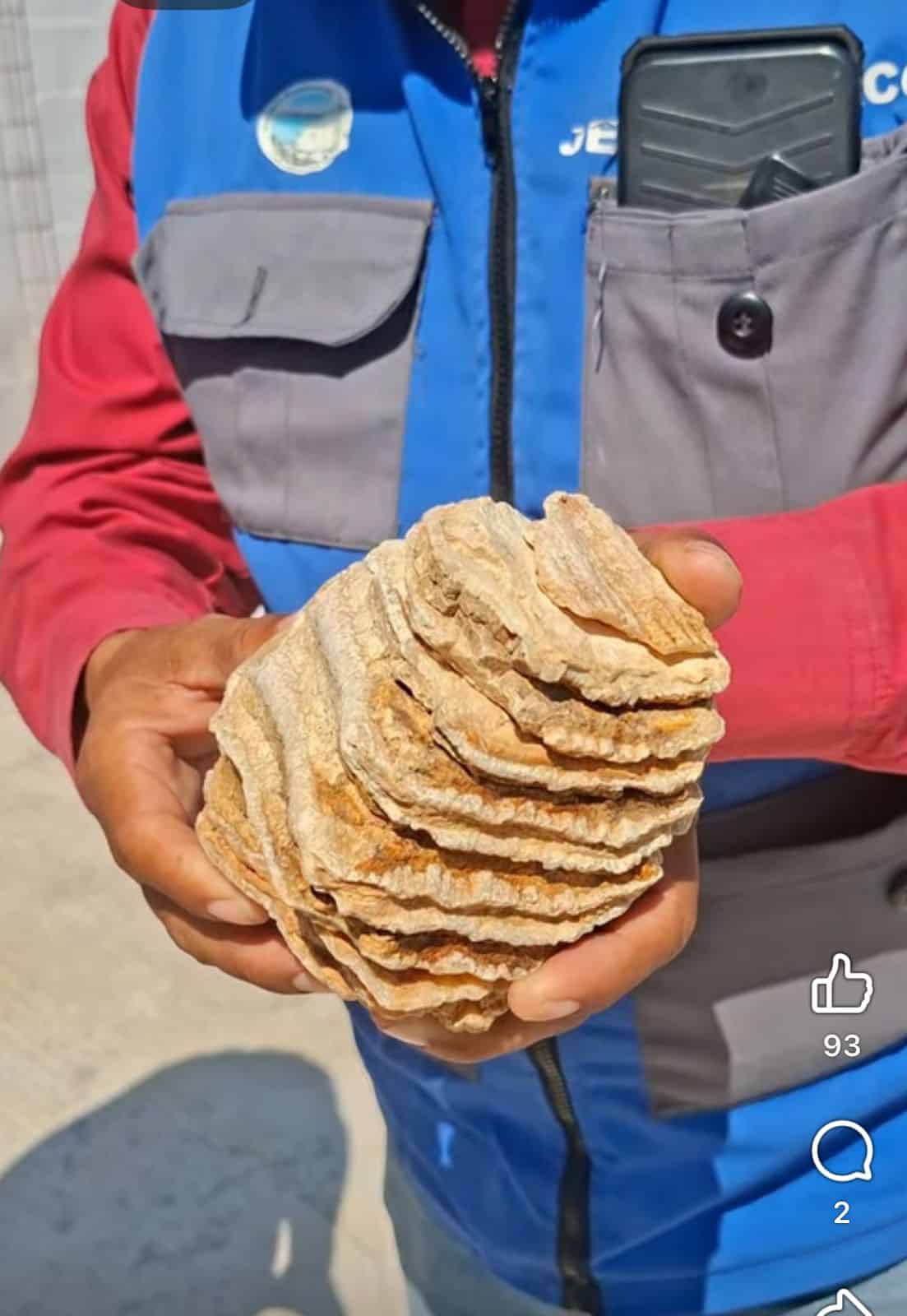 Descubierto molar de mamut en Valle de Cuatro Ciénegas