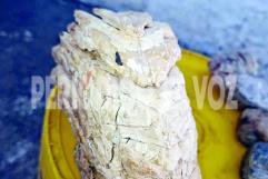 INAH resguarda importante vestigio paleontológico en Coahuila