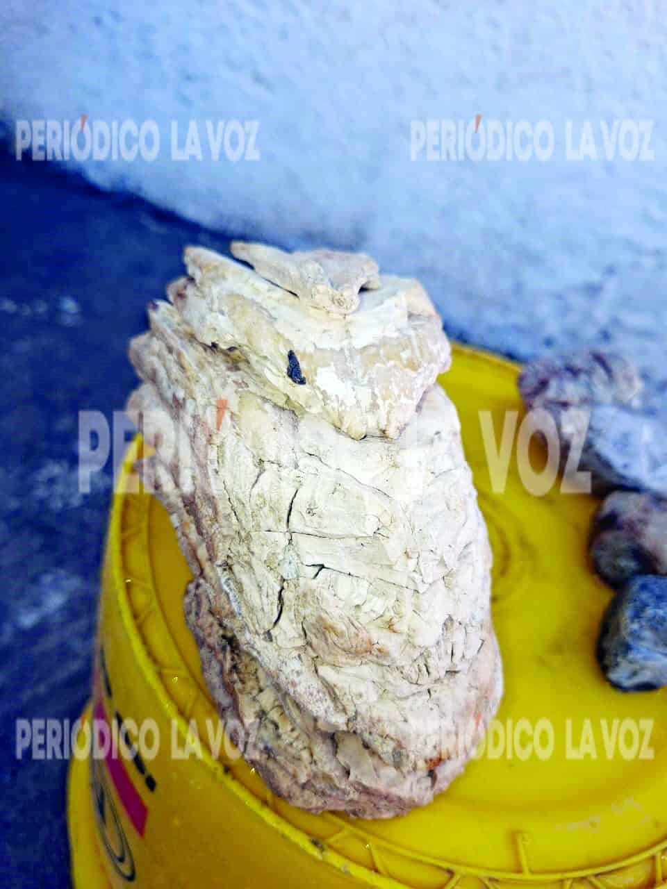 INAH resguarda importante vestigio paleontológico en Coahuila
