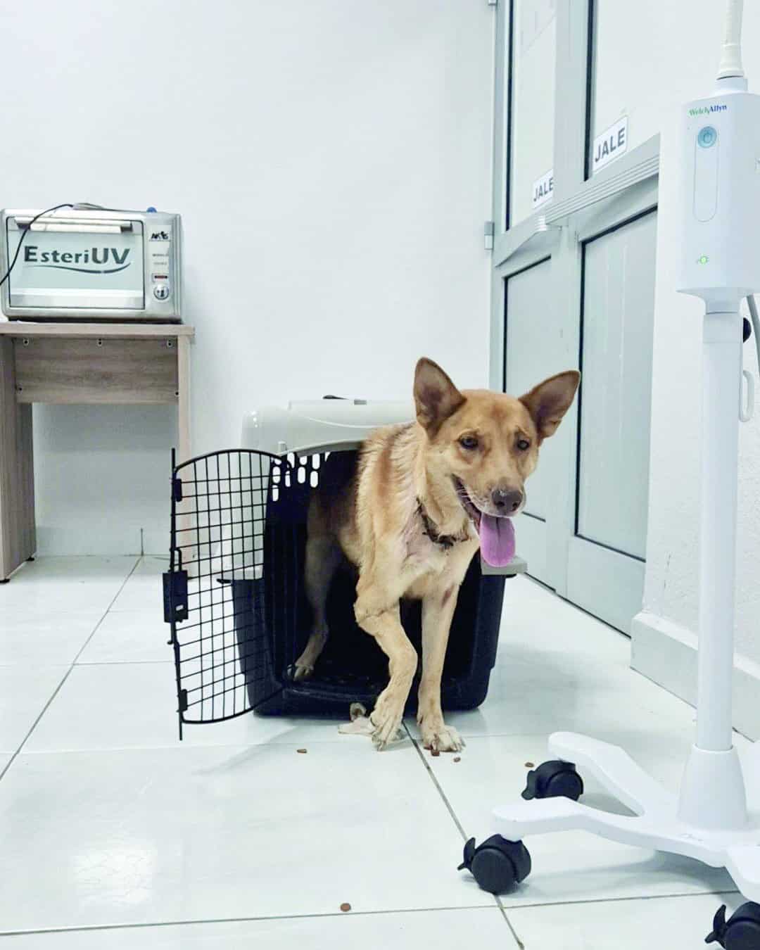 Monclova planea imponer sanciones por maltrato animal