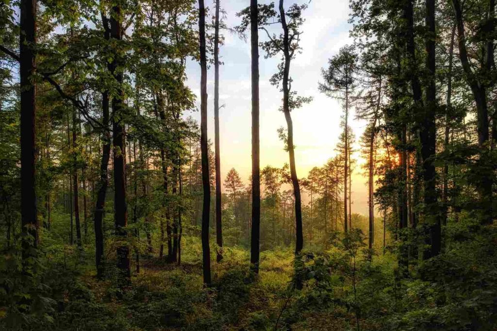 Presión para salvar bosques en la producción de aguacates