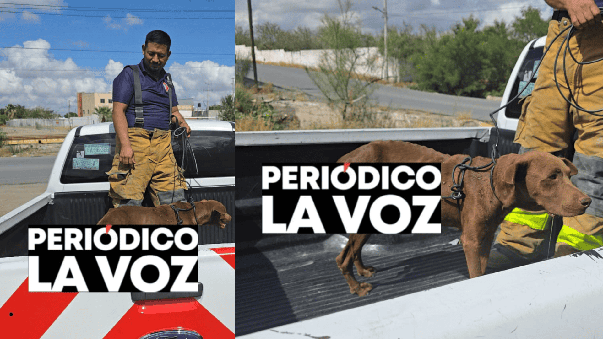 Rescate dramático: abandonan a perrita enferma