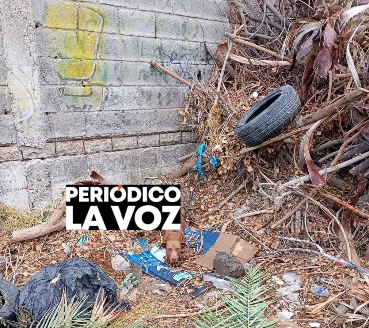 Rescate dramático: abandonan a perrita enferma