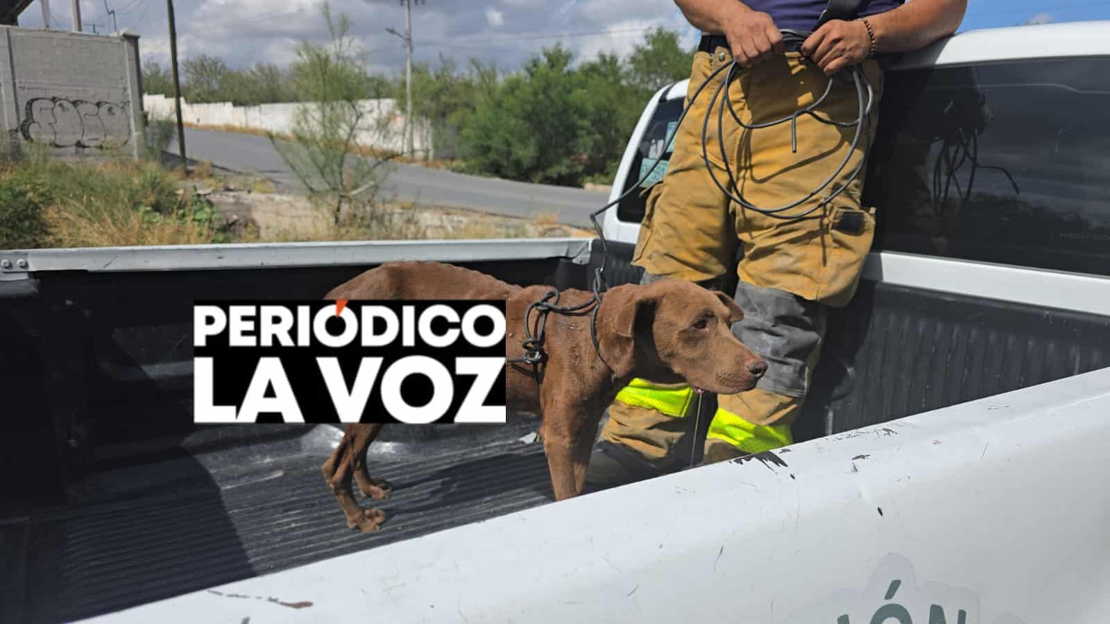 Rescate dramático: abandonan a perrita enferma