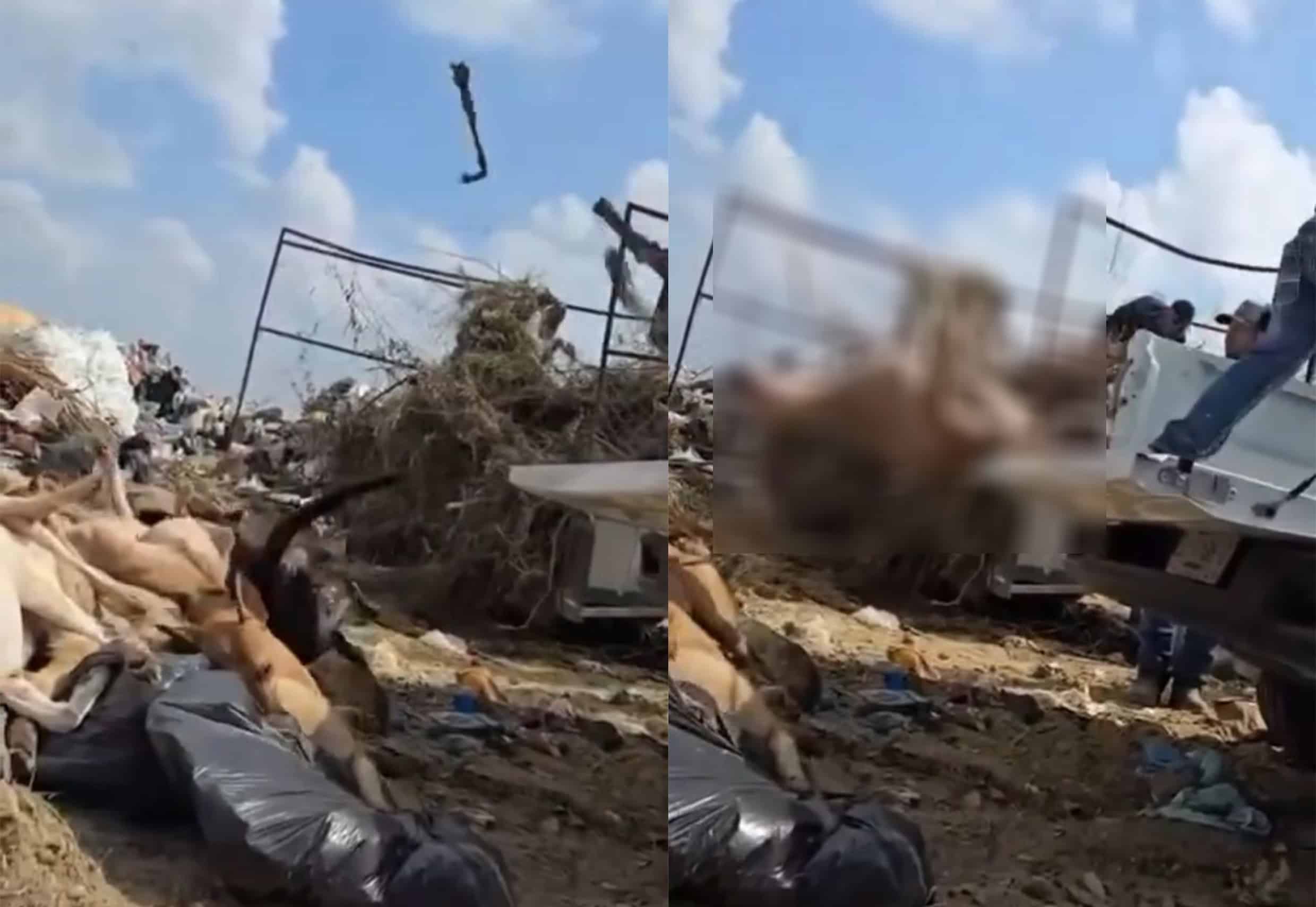 Captan a empleados del municipio tirando PERROS MUERTOS en basurero de Piedras Negras