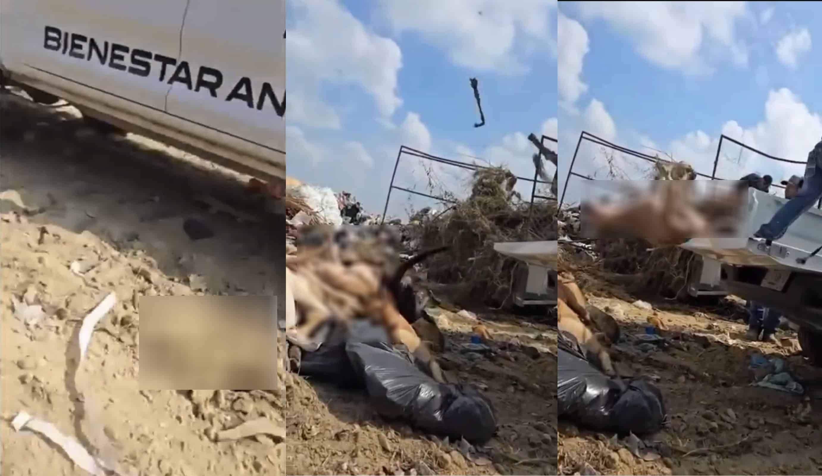 Indignación en ciudadanos por video que muestra a empleados municipales arrojando perros muertos al relleno sanitario