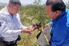 Regidor denuncia crueldad animal en abandono de perros