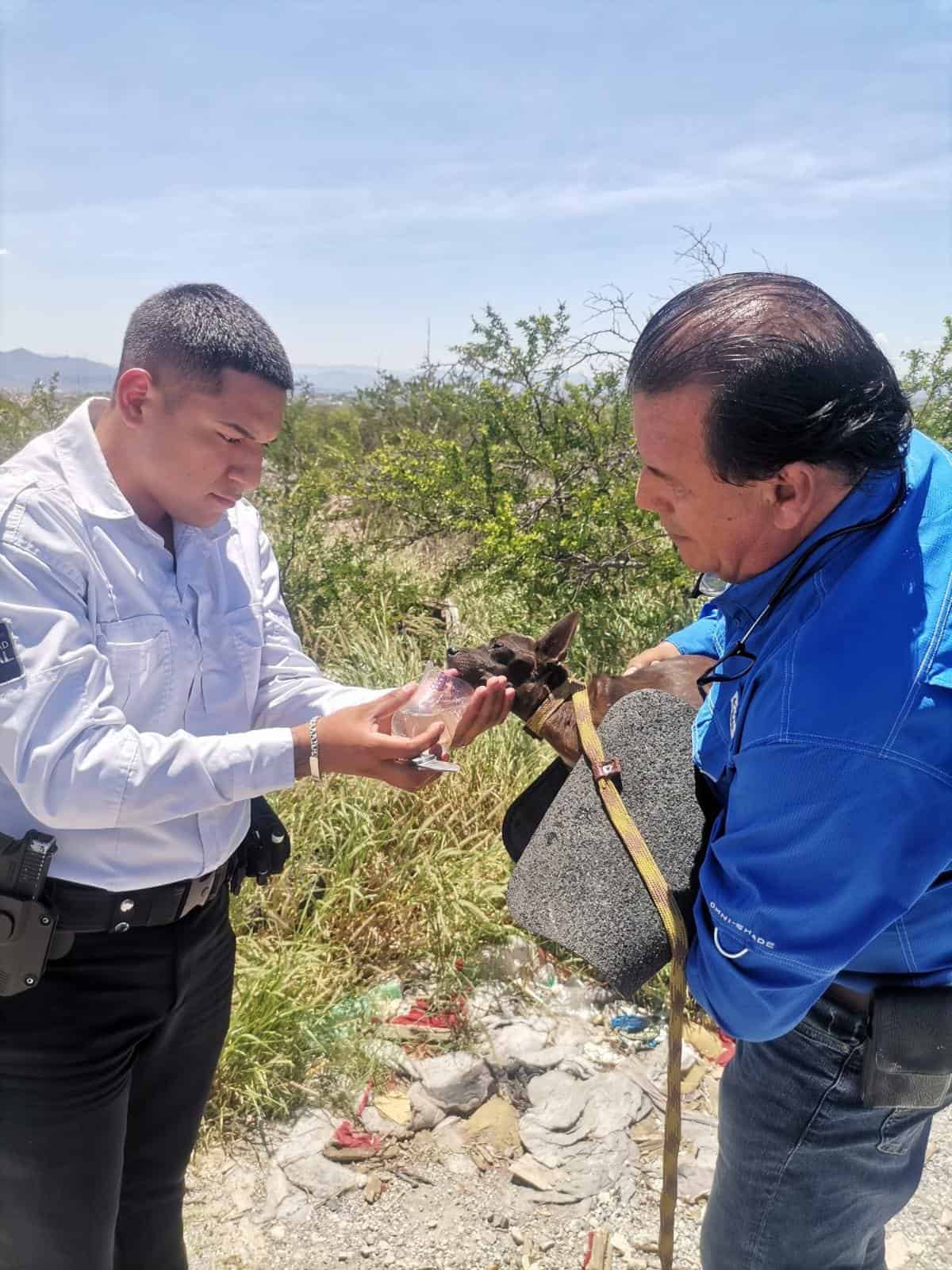 Regidor denuncia crueldad animal en abandono de perros