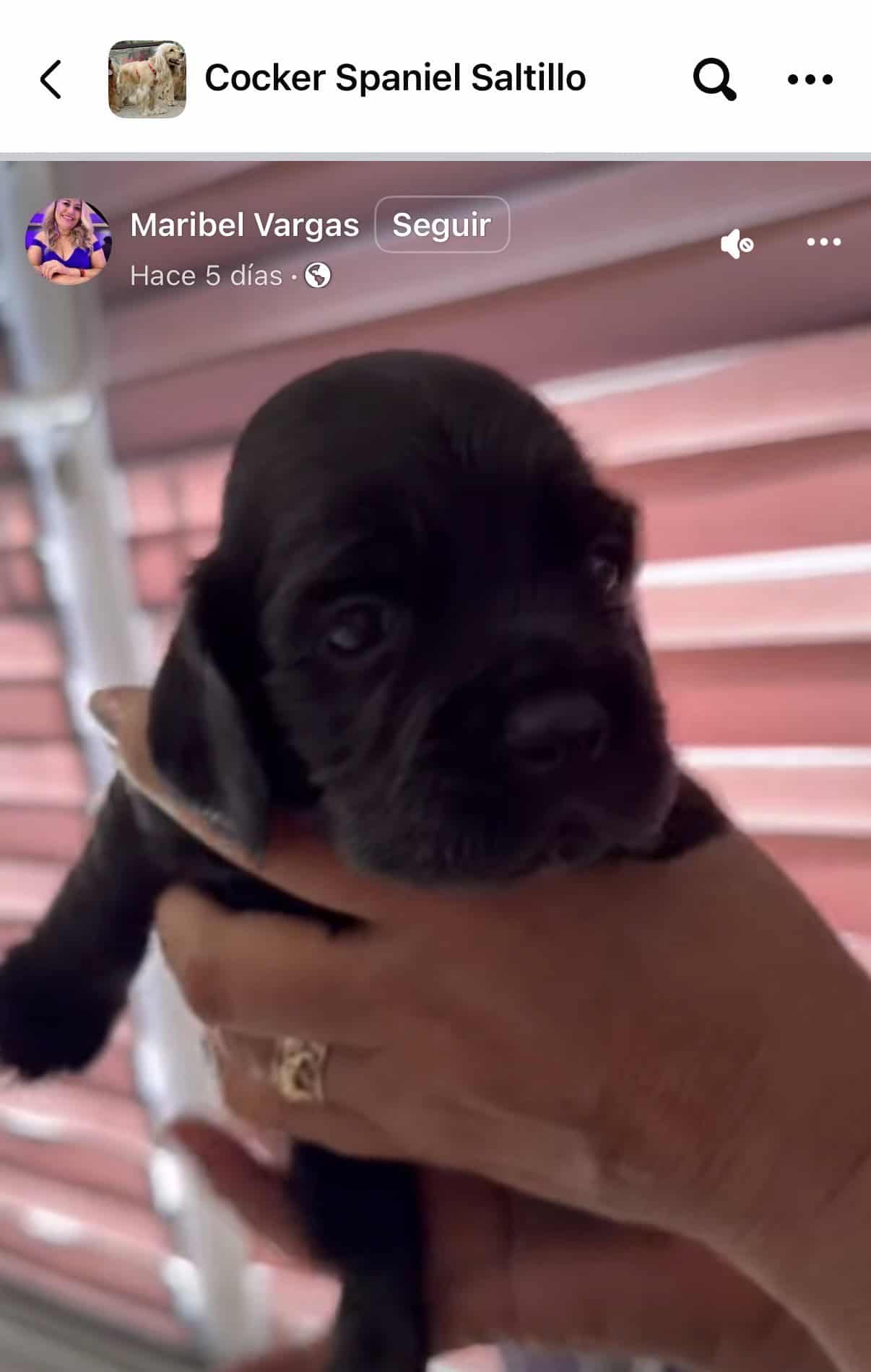 Persiste la venta ilegal de perros en Coahuila