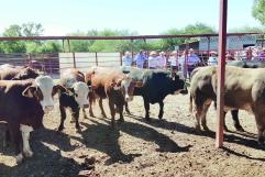 Arranca programa de sementales en Acuña para apoyar a ganaderos de Coahuila