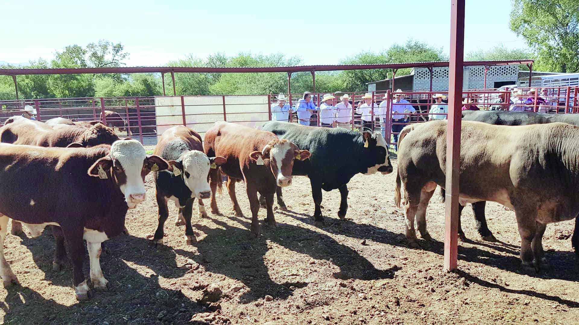 Arranca programa de sementales en Acuña para apoyar a ganaderos de Coahuila