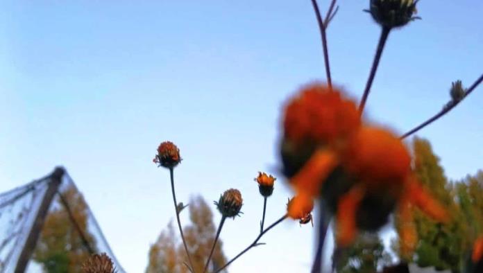 Campos de Cempasúchil en Arteaga: Atracción Turística para el Día de Muertos