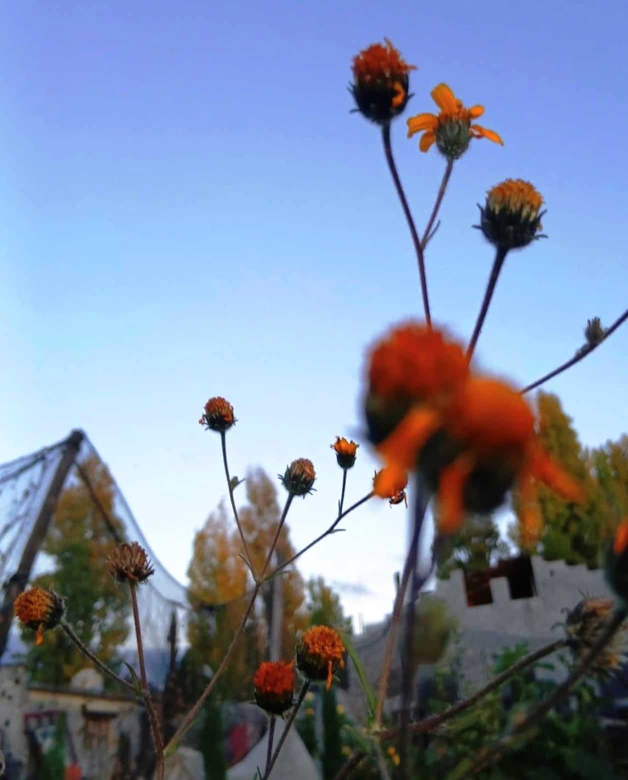 Campos de Cempasúchil en Arteaga: Atracción Turística para el Día de Muertos
