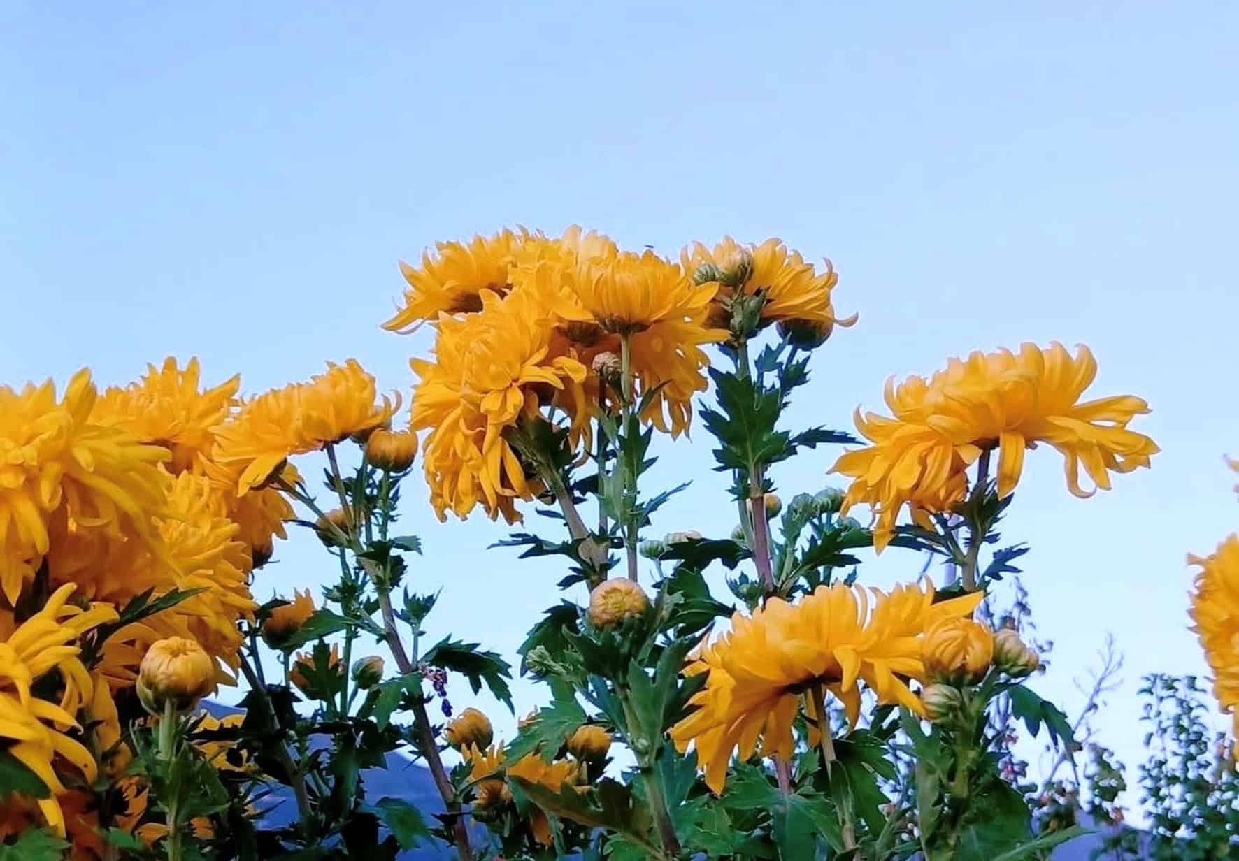 Campos de Cempasúchil en Arteaga: Atracción Turística para el Día de Muertos