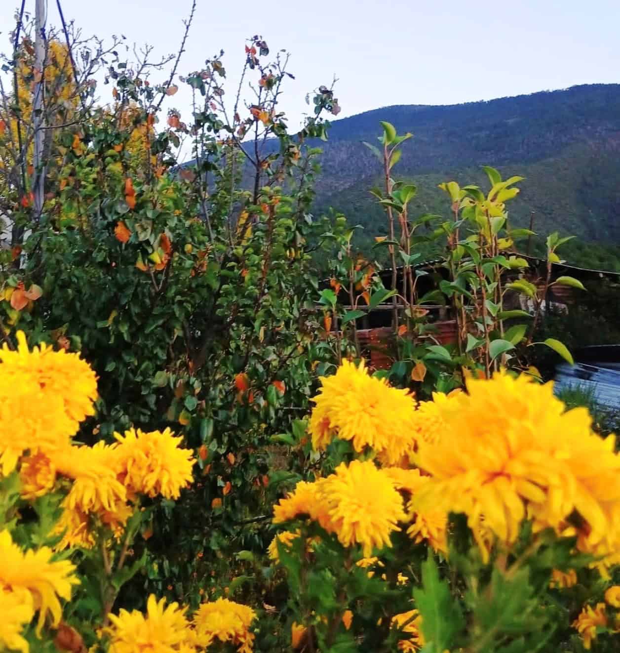 Campos de Cempasúchil en Arteaga: Atracción Turística para el Día de Muertos