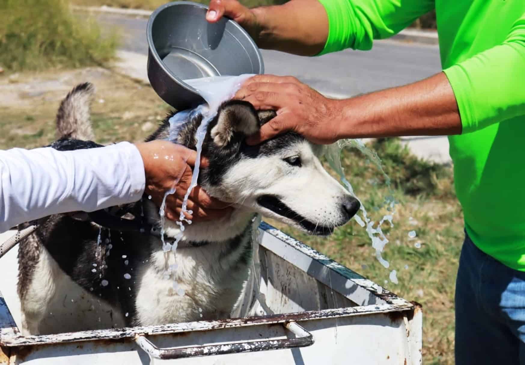 Acciones de limpieza en plazas públicas de Saltillo promueven convivencia