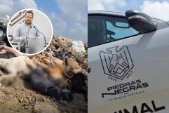 Crueldad e impunidad: Caso de perros arrojados al basurero sigue SIN RESPONSABLES