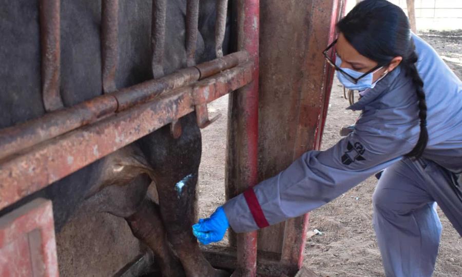 Disminuyen casos de gusano barrenador en otros estados de la República Mexicana