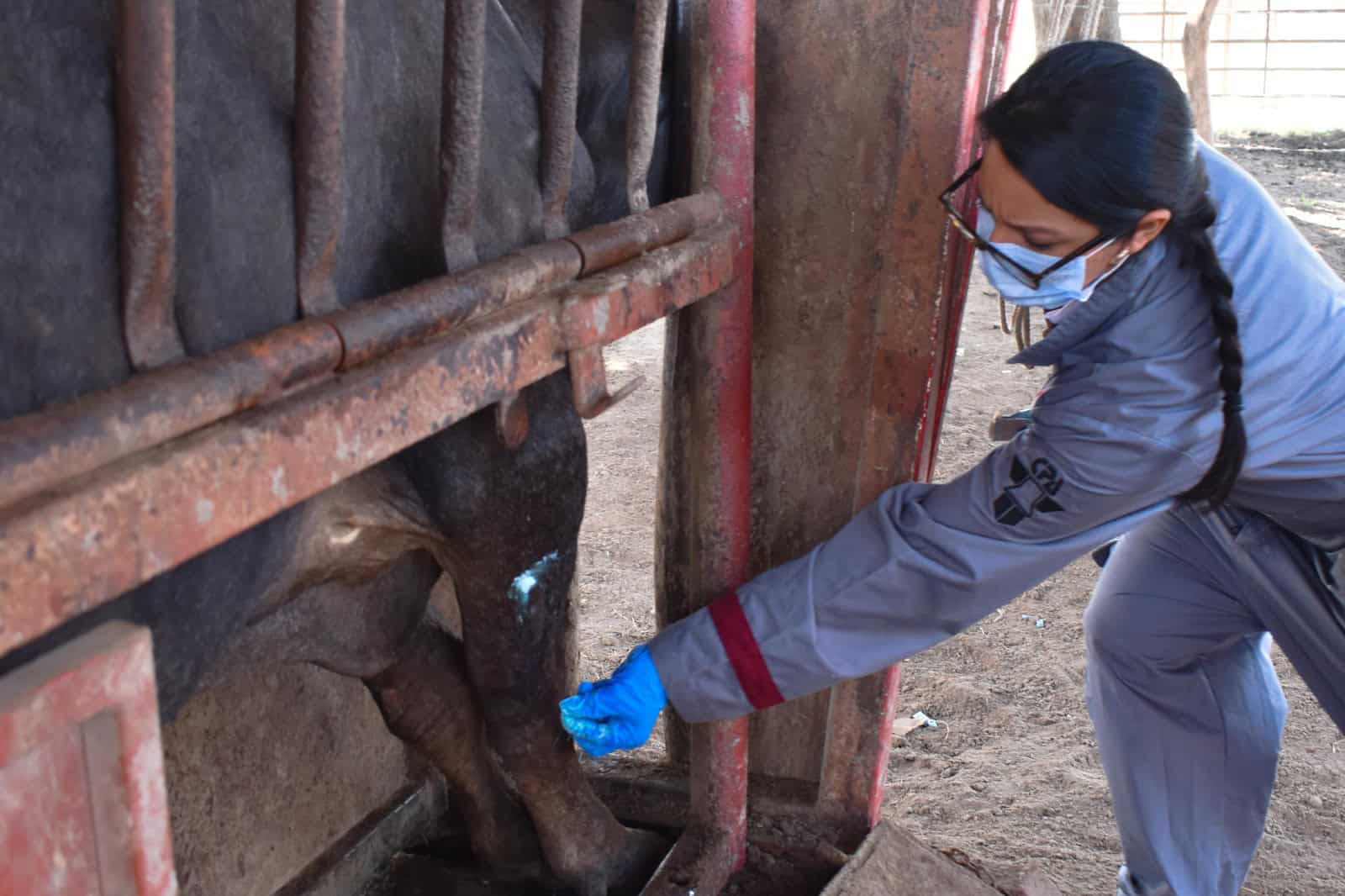 Disminuyen casos de gusano barrenador en otros estados de la República Mexicana